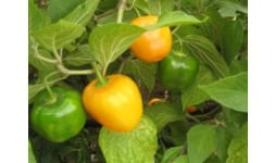 Chile manzano - Frutas y Hortalizas Orgánicas de Michoacán México