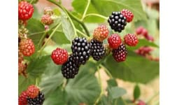 Frutas rojas - Frutas y Hortalizas Orgánicas de Michoacán México