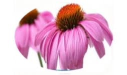 Extracto de echinacea - Extractos Sigma