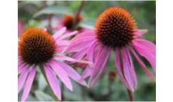 Extracto de equinacea - Extractos Sigma