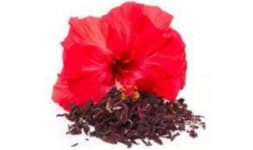 Extractos de jamaica - Extractos Sigma