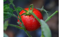 Diagnostico fitosanitario - Centro de Innovación y Desarrollo Agroalimentario de Michoacán