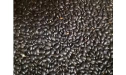 Frijol en bulto - Loyal Marketer