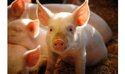 Probioticos uso pecuario  - Biodesarrollos Valmex