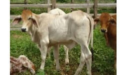 Suplementos alimenticios uso veterinario - Biodesarrollos Valmex