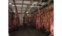 Camaras de refrigeracion para rastros - Refrigeración Gelare