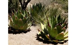 Certificación de Productor, Envasador o Comercializador en la cadena productiva del Mezcal