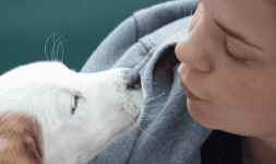 Aceite de cbd para perros Awrea Mascota