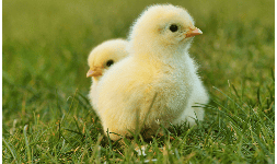 Laboratorios agropecuarios. Biotecnología agropecuaria. Desarrollamos protocolos de diagnóstico basados en métodos convencionales o de biología celular para microorganismos patógenos de importancia en la sanidad agropecuaria