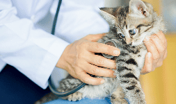 Productos quimicos para la industria veterinaria - Abaquim