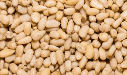 Piñon blanco - NUEZTRA