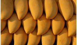 Pulpa de mango - Luafrut