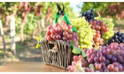 Jugo concentrado de uva - Luafrut