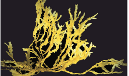 Despigmentantes a Base de Alga Para La Piel 3M3 WHITERIS G