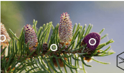 Alfa Pineno con Concentración Mayor al 89%