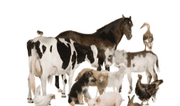 Aditivos para las industrias agricolas