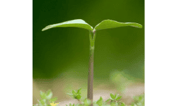 Aditivos para la agroindustria - Nutryplus