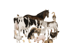 Aditivos para la agroindustria - Nutryplus