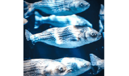 Aditivos para la agroindustria - Nutryplus