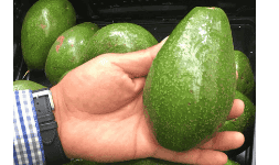 Aguacate hass cosechado manualmente