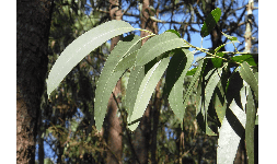Aceite Esencial de Eucalipto para Masajes