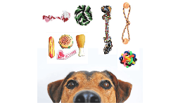 Juguetes para perros en la CDMX