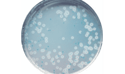 Agar cromogénico para Listeria monocytogenes en alimentos en México