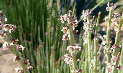 Cera de candelilla grado estándar 