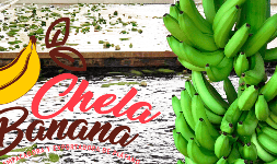 Bananos Chela Banana