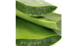 Aloe vera (aloe barbadensis miller) importado en porrón