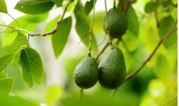 Aguacate (fruto completo) - Malkhut Químicos