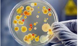 Pruebas Rápidas Microbiología 