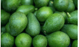 Aguacate (fruto completo) para exportación