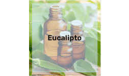 Aceite Esencial de Eucalipto Citriodora para Aromaterapia
