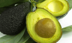Aguacate hass Palta hass