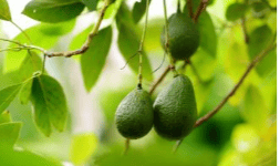 Aguacate hass Palta hass