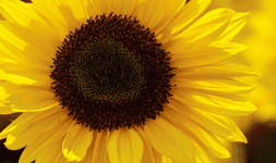 Aceite de girasol orgánico