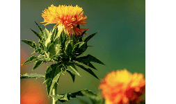 Aceites de origen vegetal oleico