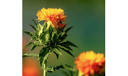 Cartamo en aceite vegetal