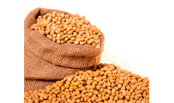 Frijol de soya orgánico