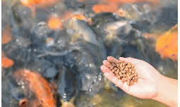 Pellets de gluten 