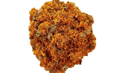 Calendula en polvo