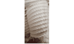 Cuerdas de algodon torcido natural uso agrícola