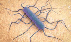Analisis bacterianos: Manos de operadores en establos de zona bajío
