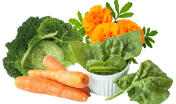 Extractos para alimentos Cuidado de la Salud Visual