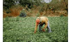 Gluconato de sodio para la Agricultura