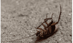 Insecticidas mata cucarachas