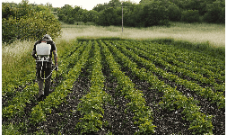 Lignosulfonato de Sodio para la Agricultura