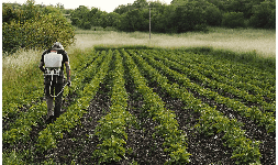 Lignosulfonato de sodio para la Agricultura en Chihuahua