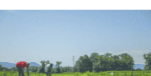 Quelatos ferricos ProSIQUEL® Ferrostrene